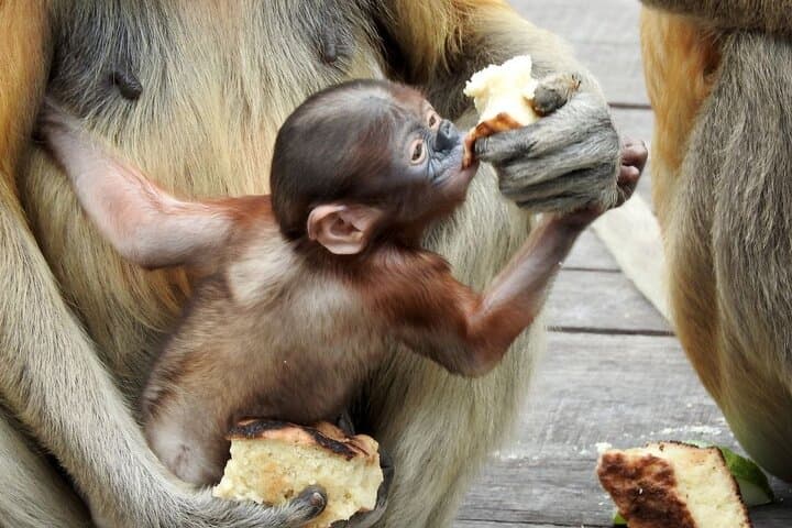 Sandakan to Kinabatangan River Wildlife Safari: 2-Day Sepilok & Bilit Lodge Adventure photo 5