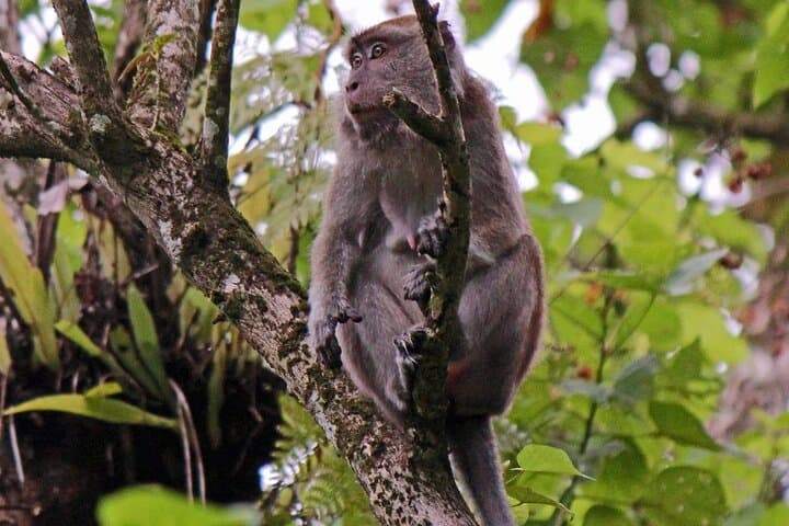 3-Day Kinabatangan Wildlife Escape: Sepilok Orangutan, Sun Bear & Bilit River Lodge photo 4