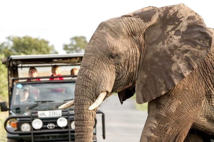 Hluhluwe Big Five Safari from Richards Bay — Full-Day Big Five Game Drive