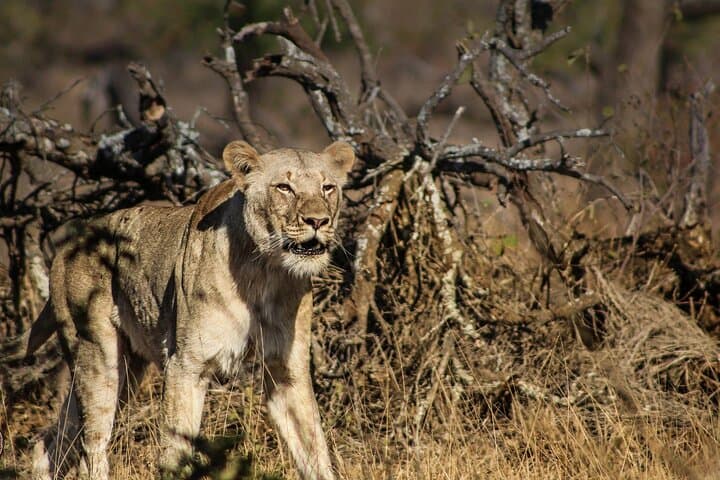 Hluhluwe Big Five Safari from Richards Bay — Full-Day Big Five Game Drive photo 3
