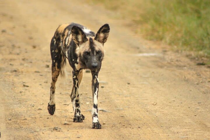 Hluhluwe Big Five Safari from Richards Bay — Full-Day Big Five Game Drive photo 4