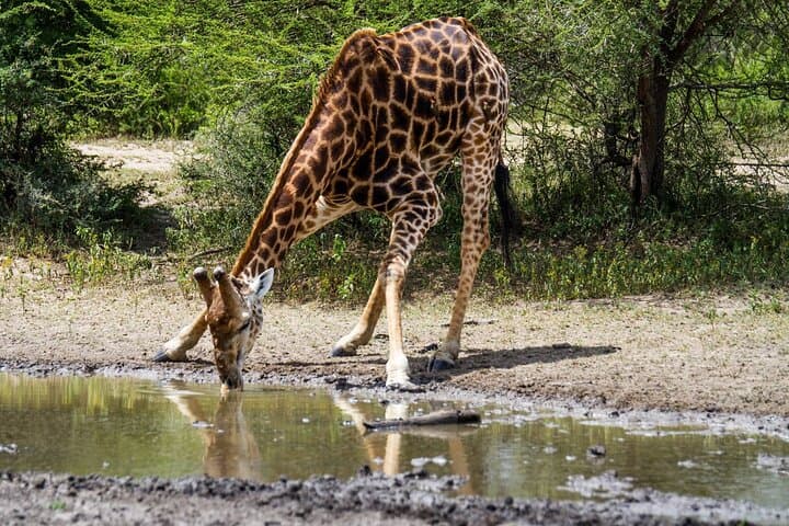 Hluhluwe Big Five Safari from Richards Bay — Full-Day Big Five Game Drive photo 6
