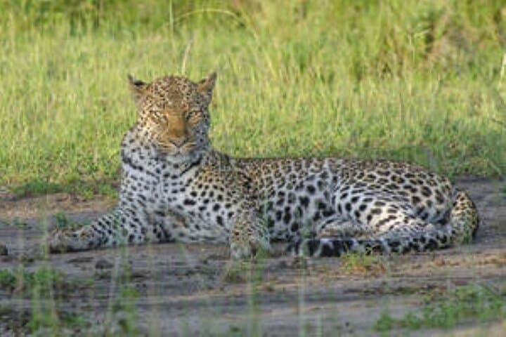 7-Day Uganda Wildlife Safari and Gorilla Trekking Adventure