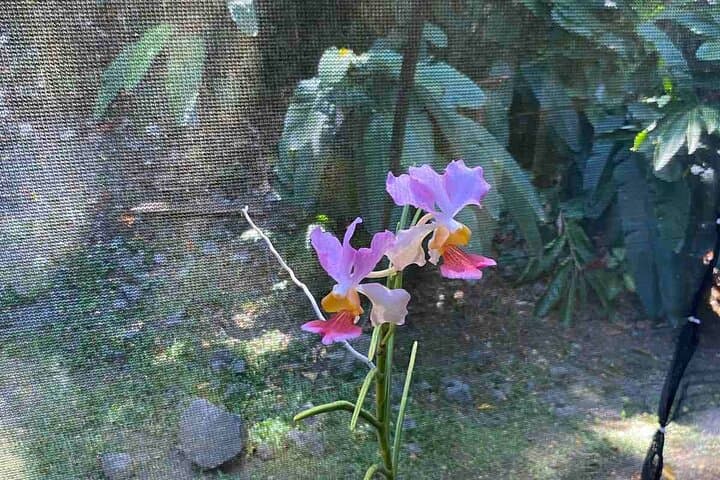 Half-Day Nadi Tour: Temple, Namaka Market, Garden of the Sleeping Giant & Sabeto Mud Pools photo 2