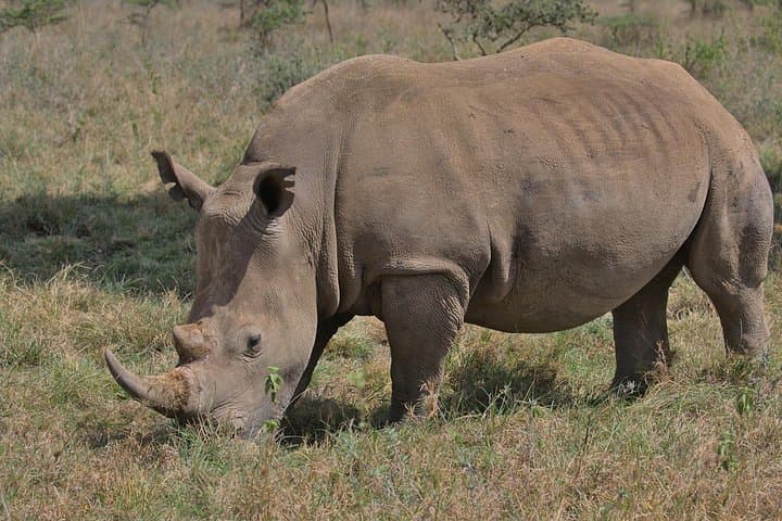 Exploring Nairobi National Park: A Wildlife Adventure Minutes from the City photo 1