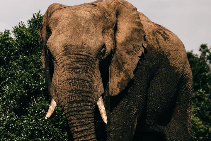 Exploring Nairobi National Park: A Wildlife Adventure Minutes from the City photo 2