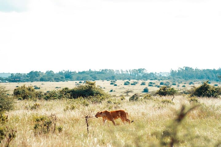 Exploring Nairobi National Park: A Wildlife Adventure Minutes from the City photo 3