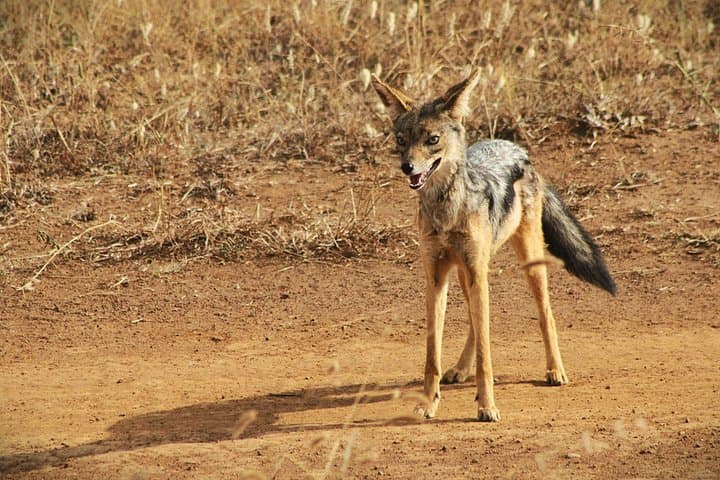 Exploring Nairobi National Park: A Wildlife Adventure Minutes from the City photo 4