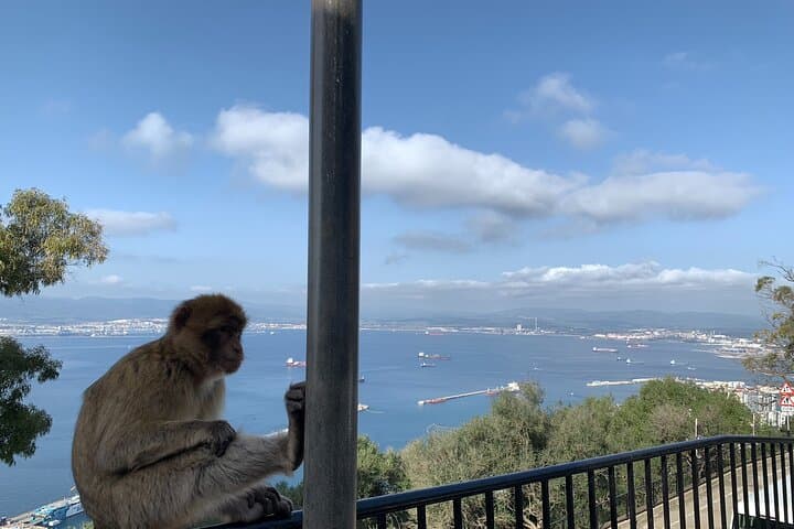 Explore the Rock: Guided Gibraltar Day Tour from the Costa del Sol