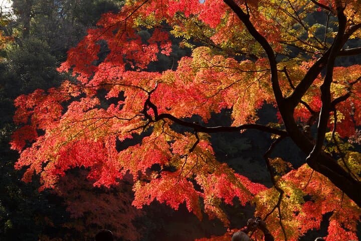 Tokyo Autumn Leaves: Best Gardens, Ginkgo Avenues & Night Illuminations photo 1