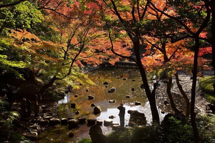 Tokyo Autumn Leaves: Best Gardens, Ginkgo Avenues & Night Illuminations photo 2