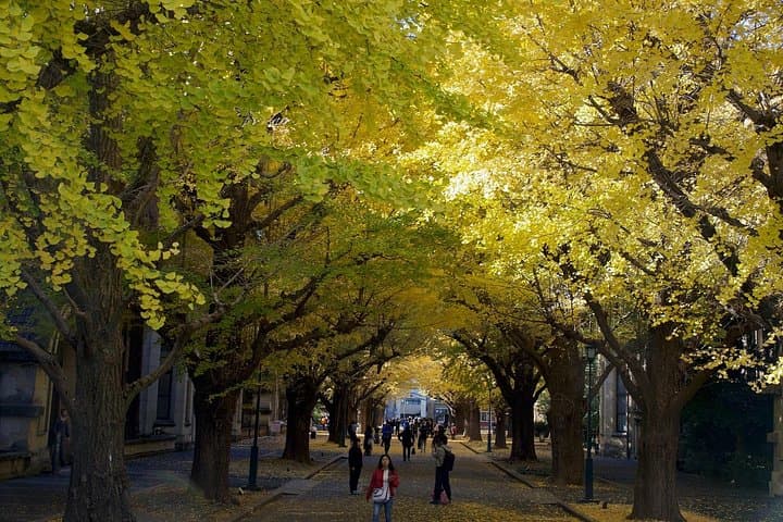 Tokyo Autumn Leaves: Best Gardens, Ginkgo Avenues & Night Illuminations photo 4