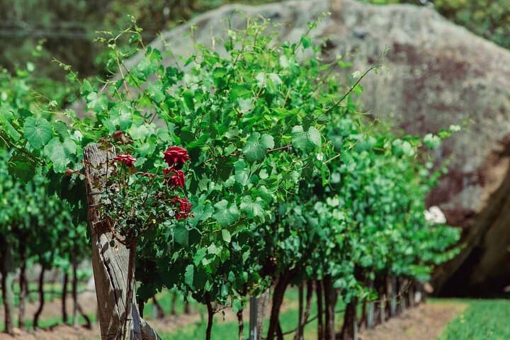 Private Hunter Valley Escape Tour from Sydney: Full-Day Wine Tasting in Lovedale photo 5