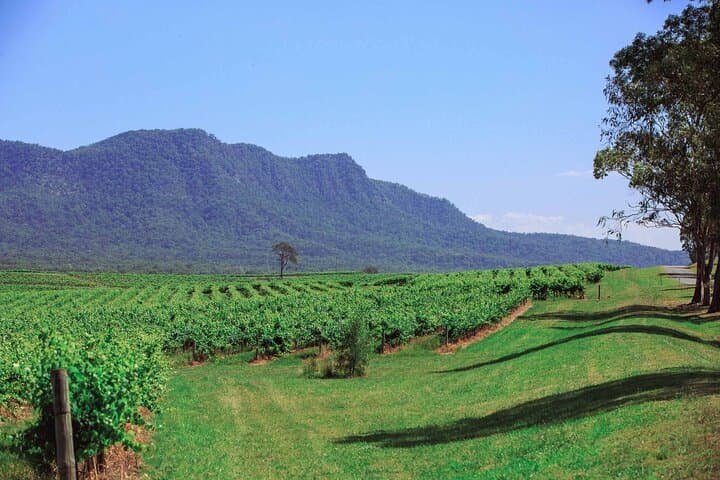 Private Hunter Valley Escape Tour from Sydney: Full-Day Wine Tasting in Lovedale photo 6