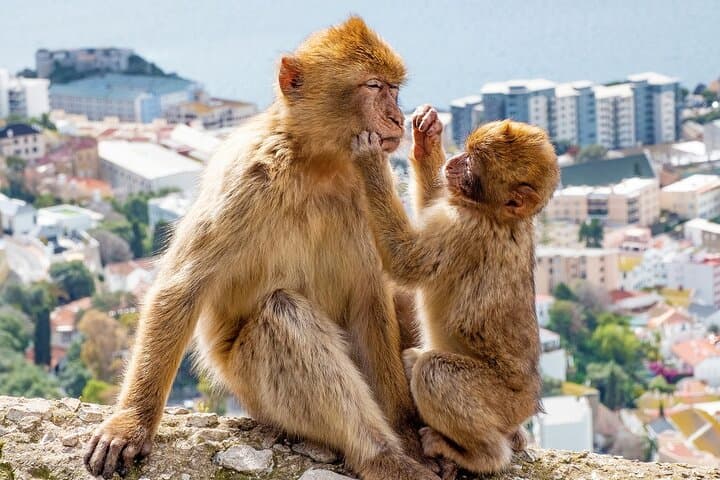 Explore the Rock: Guided Gibraltar Day Tour from the Costa del Sol photo 4
