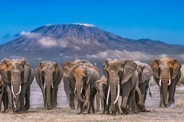 2-Day Amboseli National Park Safari — Elephants at Kilimanjaro's Foot photo 1