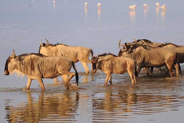 2-Day Amboseli National Park Safari — Elephants at Kilimanjaro's Foot photo 2