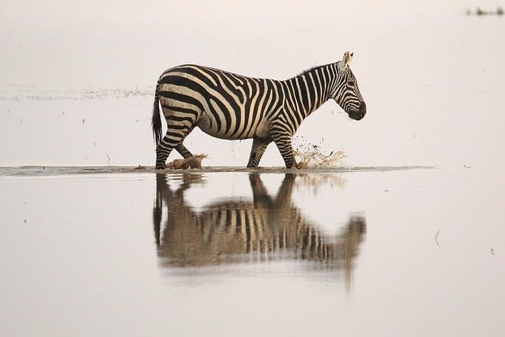 2-Day Amboseli National Park Safari — Elephants at Kilimanjaro's Foot photo 3