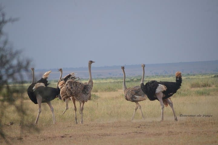 2-Day Amboseli National Park Safari — Elephants at Kilimanjaro's Foot photo 4