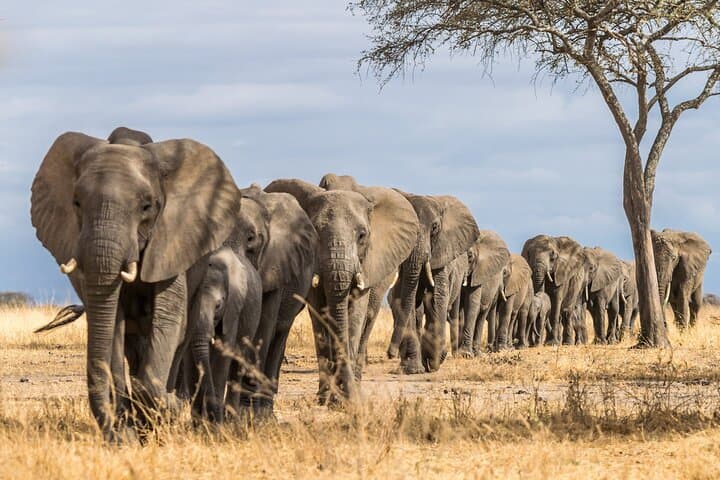 Full-Day Tarangire National Park Safari: Elephants, Baobabs & River Views photo 6