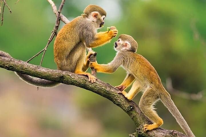 2-Day Jungle Camping Express from Iquitos: Dolphins, Monkeys & Night Safaris photo 2