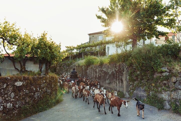 Peneda-Gerês Quad Adventure: 2-Hour Off‑Road Tour from Arcos de Valdevez photo 4