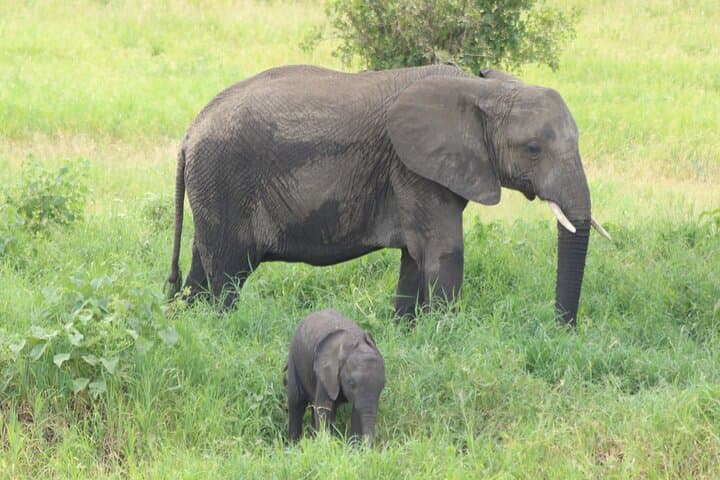 2-Day Tarangire and Ngorongoro Safari: Mid-Range Camping Adventure from Arusha photo 2