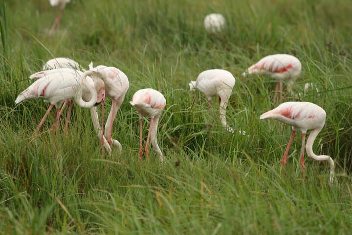 2-Day Tarangire and Ngorongoro Safari: Mid-Range Camping Adventure from Arusha photo 3