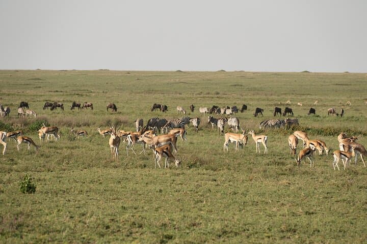 2-Day Tarangire and Ngorongoro Safari: Mid-Range Camping Adventure from Arusha photo 4