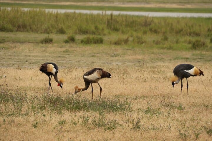 2-Day Tarangire and Ngorongoro Safari: Mid-Range Camping Adventure from Arusha photo 5