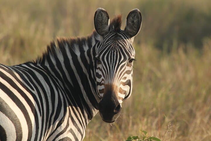 2-Day Tarangire and Ngorongoro Safari: Mid-Range Camping Adventure from Arusha