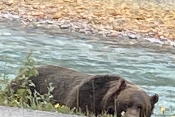 Private Banff Sightseeing Tour — Gondola, Hoodoos & Bow Falls photo 5