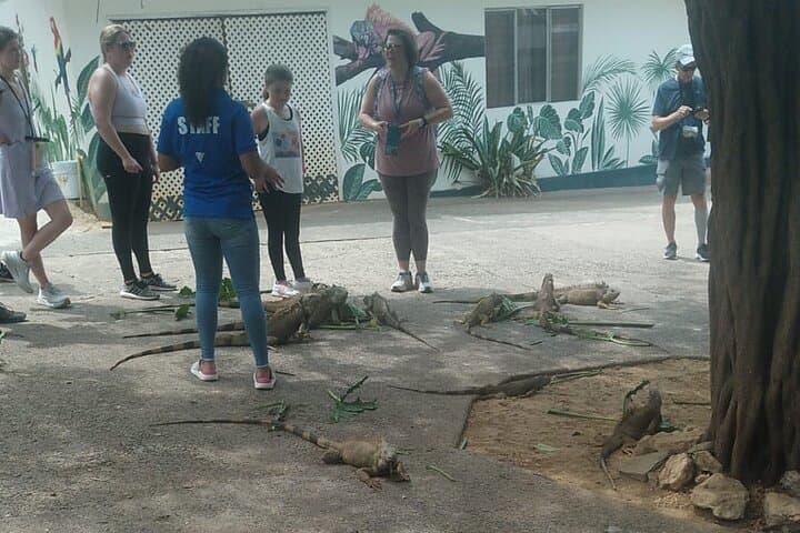 Roatán Guided Wildlife, Chocolate & Rum Tasting Tour photo 6