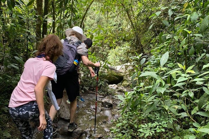 Cocora Valley Trek: Wax Palms and Birdlife Trek from Salento photo 3