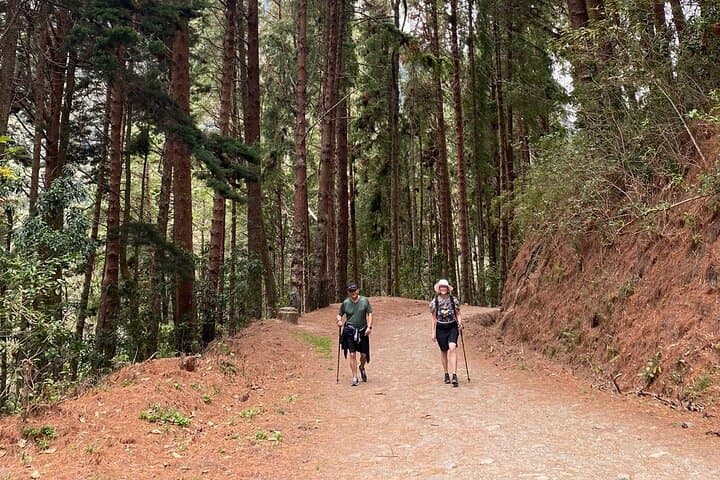 Cocora Valley Trek: Wax Palms and Birdlife Trek from Salento photo 2