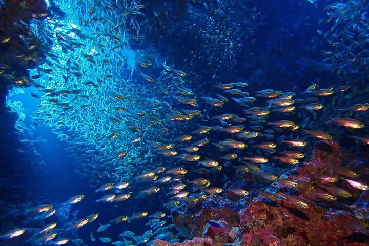 Discover Scuba Diving in Professor Luis Saldanha Marine Park — Arrábida Try Dive near Lisbon photo 2