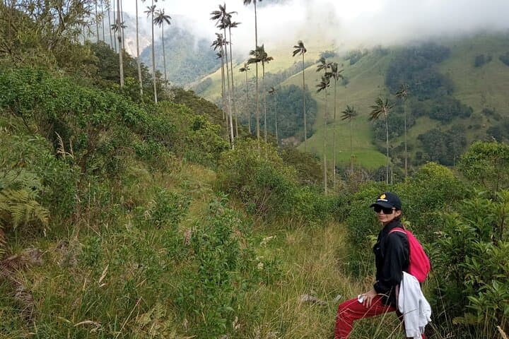 Cocora Valley Trek: Wax Palms and Birdlife Trek from Salento photo 5