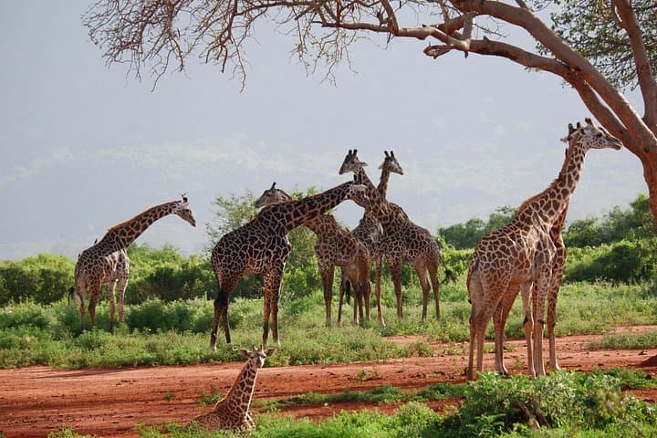 3-Day Big Five Safari: Serengeti & Ngorongoro Crater Wildlife Adventure photo 4