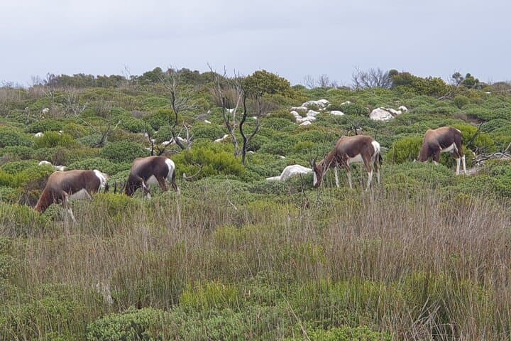 Cape Peninsula Private Full-Day: Cape Point, Chapman's Peak & Boulders Beach Penguins photo 2
