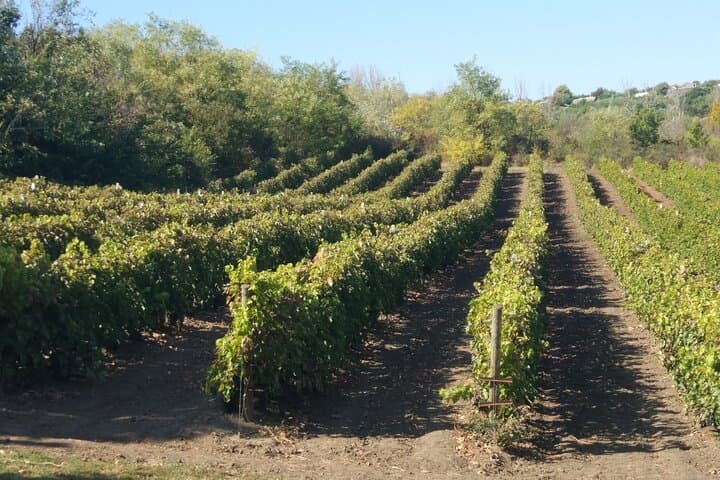Historic Winery Guided Tour & 3-Wine Tasting near Alicante photo 3