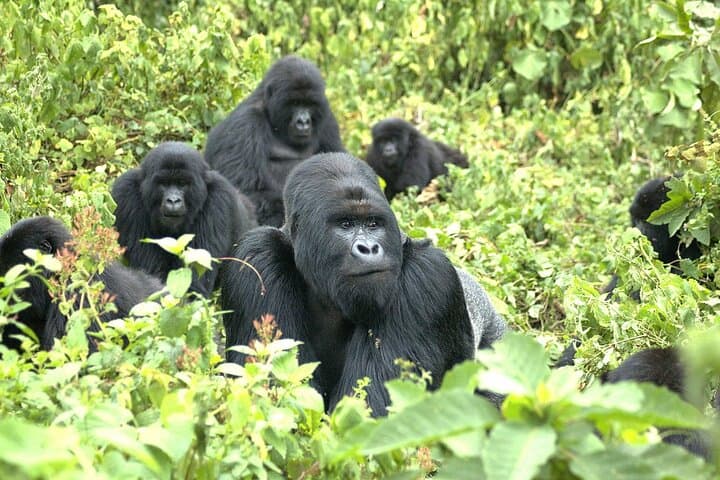 One-Day Mountain Gorilla Trekking in Volcanoes National Park, Rwanda photo 2