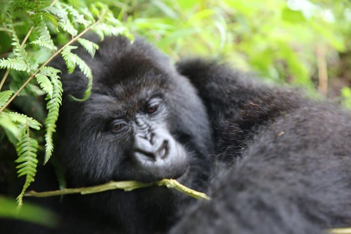 One-Day Mountain Gorilla Trekking in Volcanoes National Park, Rwanda photo 3