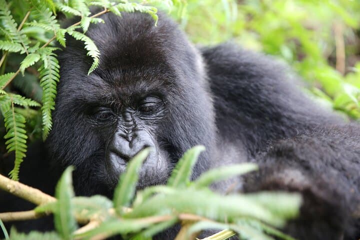 One-Day Mountain Gorilla Trekking in Volcanoes National Park, Rwanda photo 4