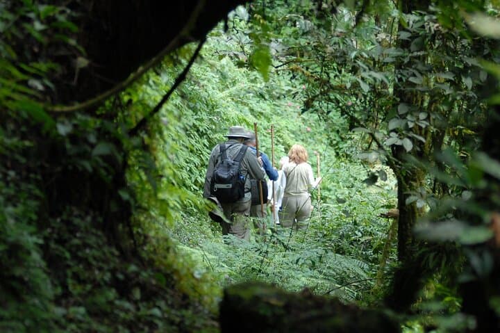 One-Day Mountain Gorilla Trekking in Volcanoes National Park, Rwanda photo 5