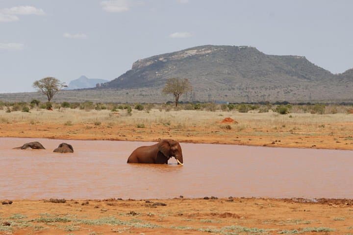 Two-Day Day-and-Night Game Drive in Tsavo East National Park photo 4