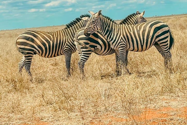Two-Day Day-and-Night Game Drive in Tsavo East National Park photo 3