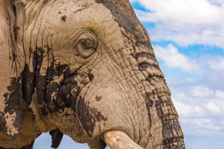 Two-Day Day-and-Night Game Drive in Tsavo East National Park photo 2