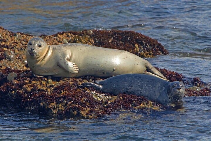 Winter Seal Cruise: NYC Sightseeing & Wildlife Boat Tour from Chelsea Piers
