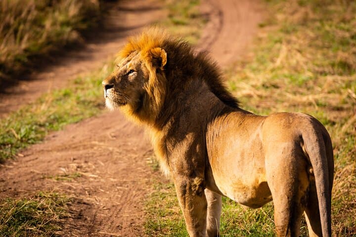 3-Day Serengeti and Ngorongoro Midrange Safari from Arusha