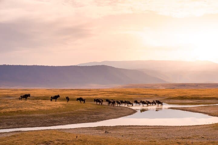 3-Day Serengeti and Ngorongoro Midrange Safari from Arusha photo 3